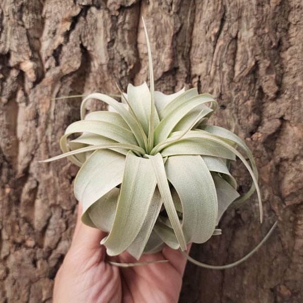 霸王鳳/Tillandsia Xerographica 