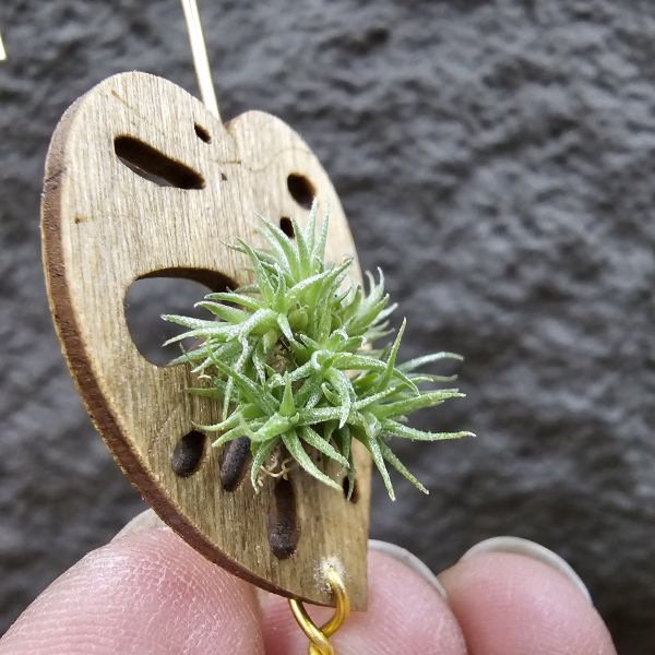 草皮鳳(實生叢)/Tillandsia tricholepis seedling 