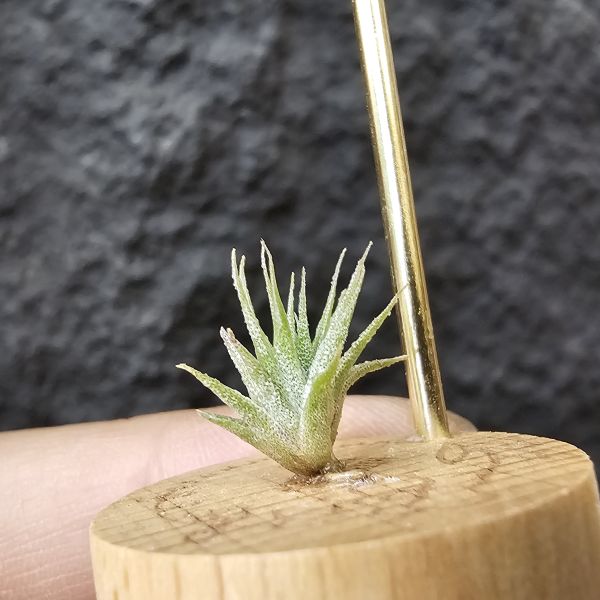 BC實生~會顯色(史蒂夫)/Tillandsia Bea Correale seedling(Steve) 