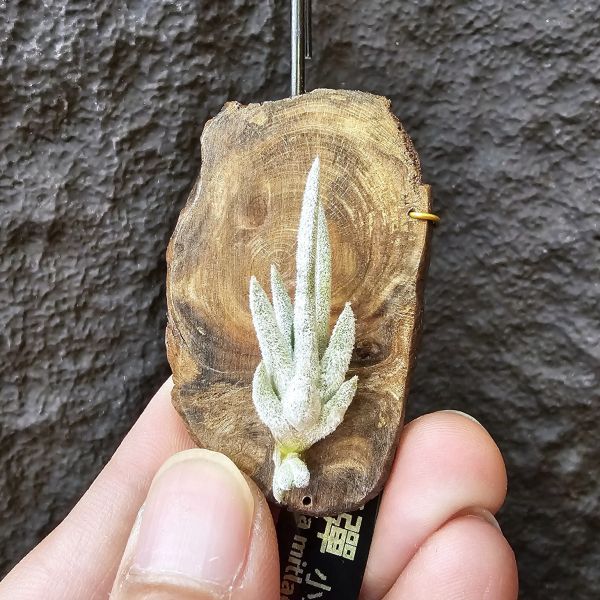 子彈(小型種)/Tillandsia mitlaensis 