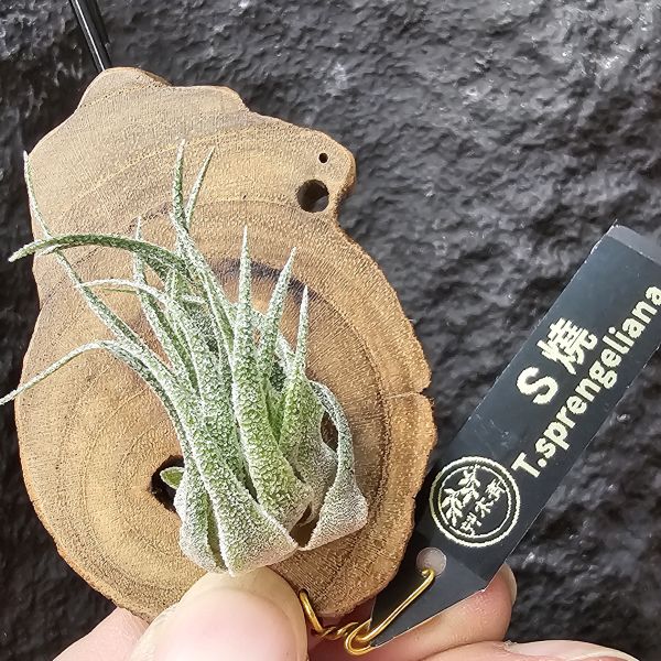 S燒-側芽(植株約4~5cm)/Tillandsia sprengeliana 