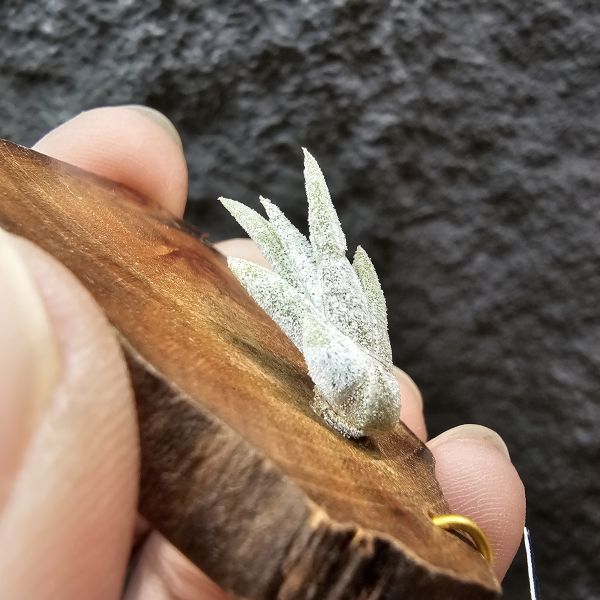 滷肉 × 子彈(溫差會顯色)/Tillandsia novakii × mitlaensis 