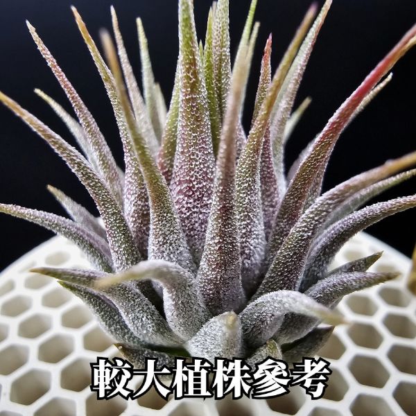 榛果精靈紫星(新品)/Tillandsia ionantha Hazelnut Stiff Purple Star~特殊個體，光照穩定或溫差，植株會帶有暗紫色，肉眼看較明顯、硬葉質感、新葉由短形態，隨著植株成長而生長！圖四參考較大植株！ 