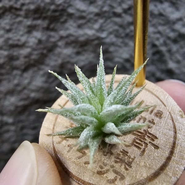 雨林AP×長莖minor(From JoLi)/Tillandsia ionantha Apretado × ionantha van. minor form 