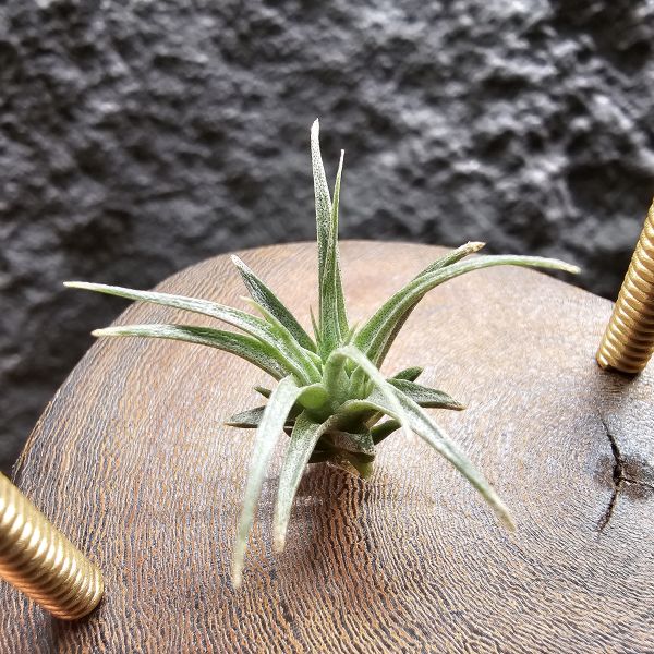 (薄紗×多國)×薄變/Tillandsia (gardneri × stricta) × gardneri var. rupicola(TI) 