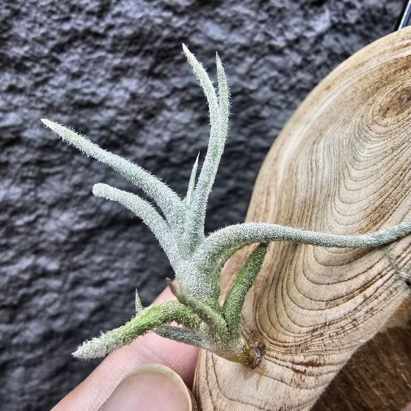 Tillandsia balsasensis(Europe)歐洲正確的巴爾薩斯，少見流通。 