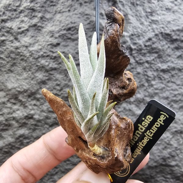 初戀(歐洲阿Q)長這個尺寸是要時間的！/Tillandsia arequitae(Europe) 