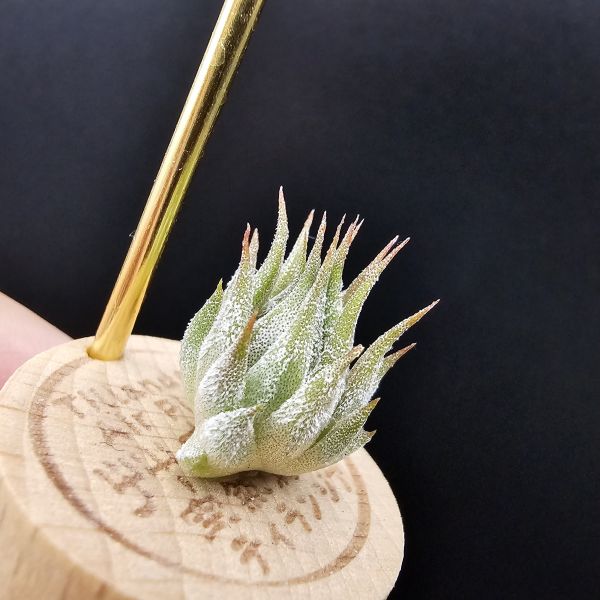 圖騰小精靈/Tillandsia ionantha 'Totem Pole' 