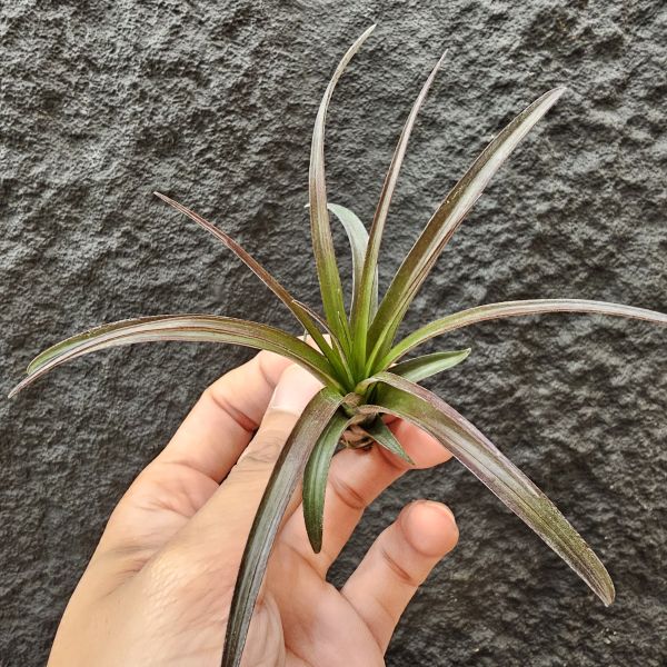 芬蘭紐麗娜(顯色)/Tillandsia variabilis~老品種目前好像較少見、挺美的唷！ 