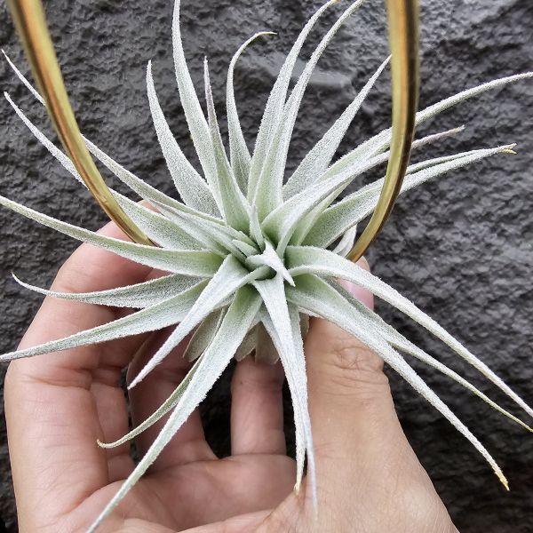 薄紗變異(紫花)/Tillandsia gardneri v. rupicola purple form 
