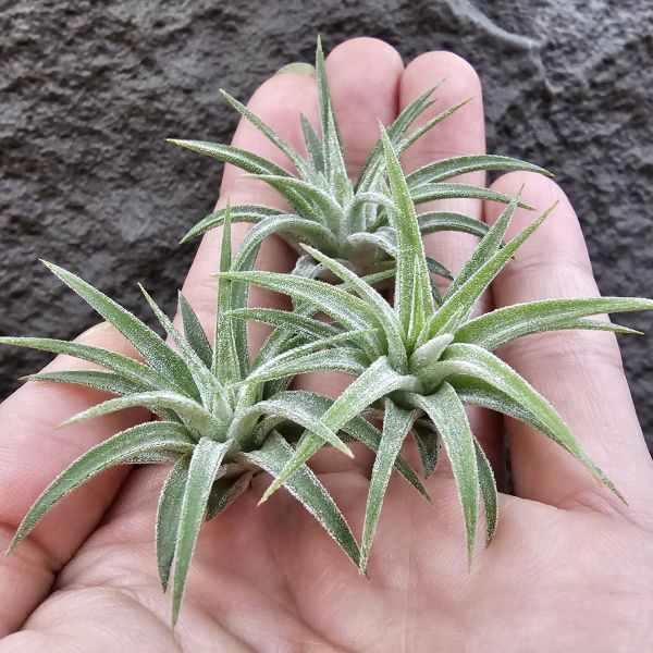 鳥岩AP小精靈(不挑株)/Tillandsia ionantha Apretado(Bird Rock) 