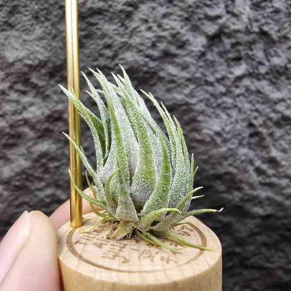 S燒/Tillandsia sprengeliana(Europe) 