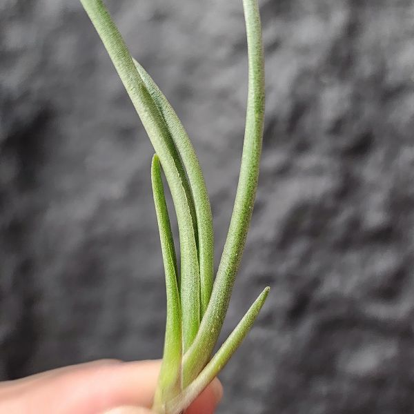 阿寶緹娜/Tillandsia albertiana clump 