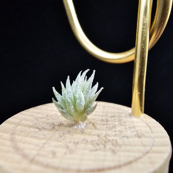 德K榛果×雨林AP(S)/Tillandsia ionantha haselnuss x ionantha Apretado(RFI) 