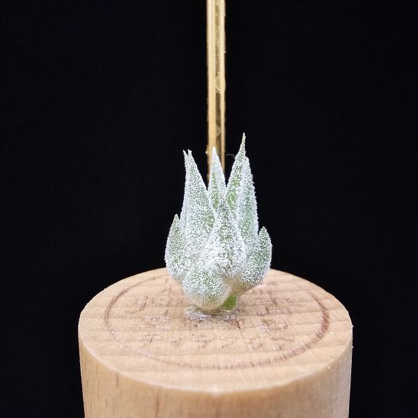薰衣草小精靈(夏威夷)/Tillandsia ionantha Hawaiian Lavender 