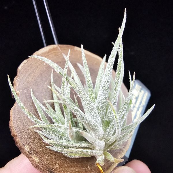 New~小矮人精靈×雞爪(精靈爪?)/Tillandsia ionantha Enano(Tropiflora) × glabrior~熱帶'小矮人精靈'與銀葉質感的'雞爪'交種，有點奇葩XD~叢生滿美、毛毛的~ 