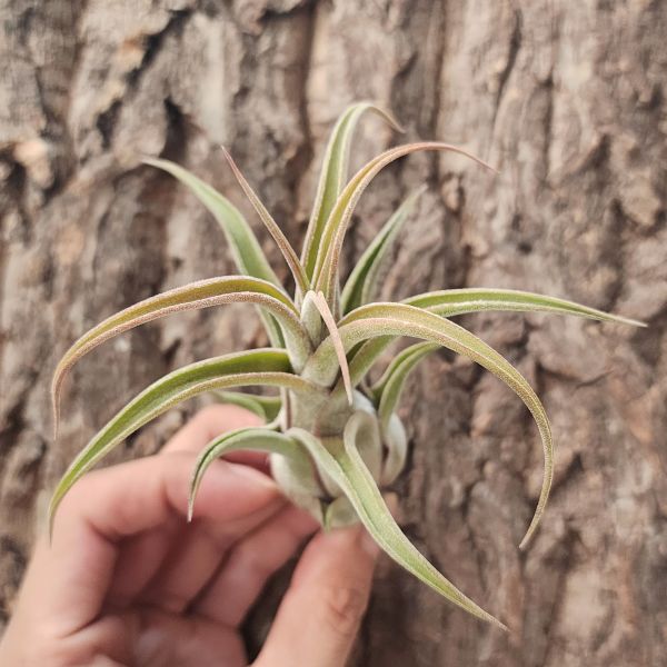 犀牛角×電捲燙/Tillandsia Seleriana × Streptophylla 