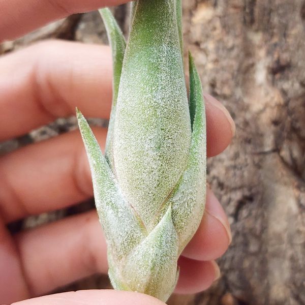 花中花×犀牛角/Tillandsia Precious Paige (Intermedia x Seleriana)(RFI) 