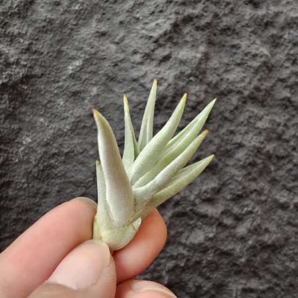 拉美拉/Tillandsia ramellae 