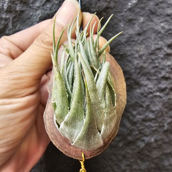 K燒(特大尺寸)/Tillandsia kautskyi 