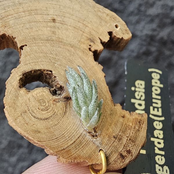 gerdae~玻利維亞小型特有種(紫色瓣狀花)/Tillandsia gerdae 