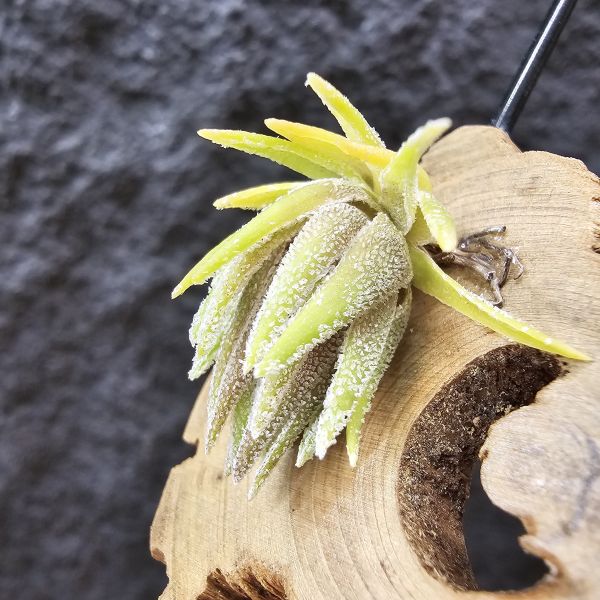 T燒-歐洲/Tillandsia Thiekenii (Europe)~販售品項皆為台灣環境訓養久矣~基本上是相當好照顧~養不好要檢視個人環境！ -  艸木青・空氣鳳梨 Grass Wood Tillandsia