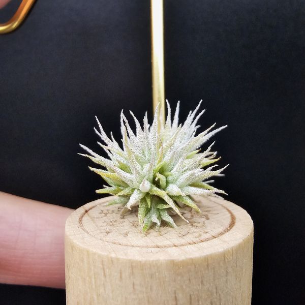 米妮綴化小精靈/Tillandsia ionantha mini mouse 