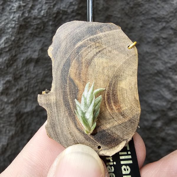 Tillandsia Muhriae(Europe)/法國原生種 