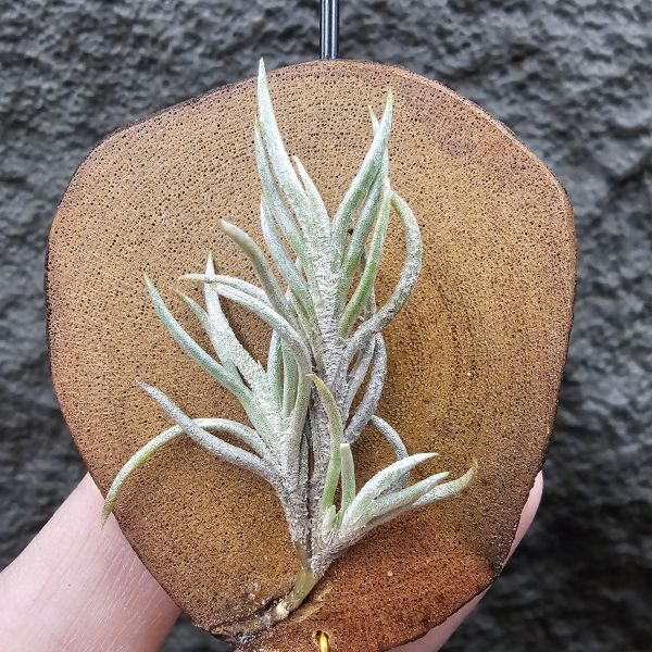 阿根廷卡畢/Tillandsia capillaris(Argentina) 