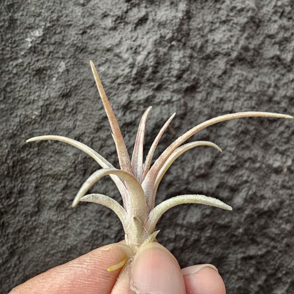 多明尼加×長莖/Tillandsia capitata v domingensis × ionantha var.van-hynigii 