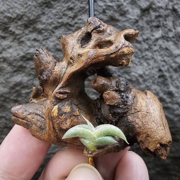 燕子minor/Tillandsia gilliessii forma minor 