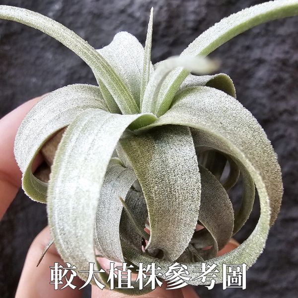 歐洲毛媳婦×電捲燙(不挑株，上板材，香噴噴的紅檜)/Tillandsia xiphioides(Europe) × streptophllya~隨成長有媳婦的長莖感，特別的是葉片表現因電捲基因限水後而變薄下卷，成了毛感包子的型態。圖三四為較大植株參考。 