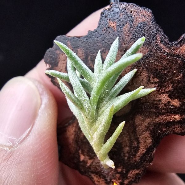 阿根廷卡畢/Tillandsia capillaris(Argentina)~早期由阿根廷進口的小型卡畢，已人工栽培多年的形態，圖四母叢參照！ 