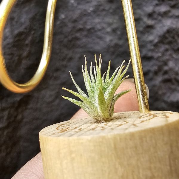 BC實生~會顯色(史蒂夫)/Tillandsia Bea Correale seedling(Steve) 