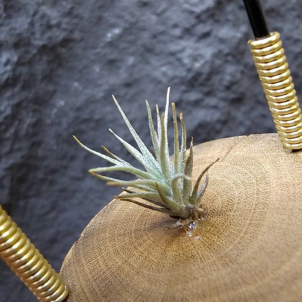 R燒 × 薄變紫花(稀少釋出)/Tillandsia roseifolia(正R燒)×Tillandsia gardneri var. rupicola (TF) 