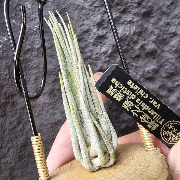 綠金之淚-變異/Tillandsia disticha var. chilete 