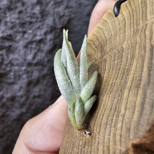 銀冰×樂透/Tillandsia Chiletensis × Lotteae (ED721)實生植株已有不錯的尺寸！ 
