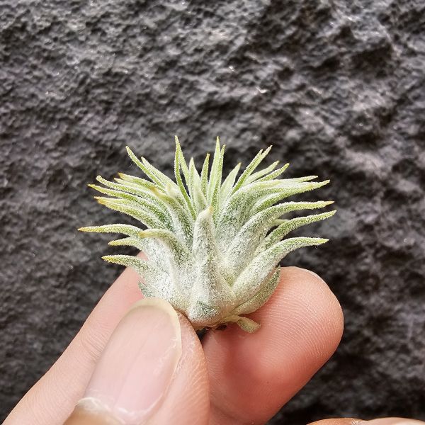 龍小精靈(雨林)/Tillandsia ionantha Ron 