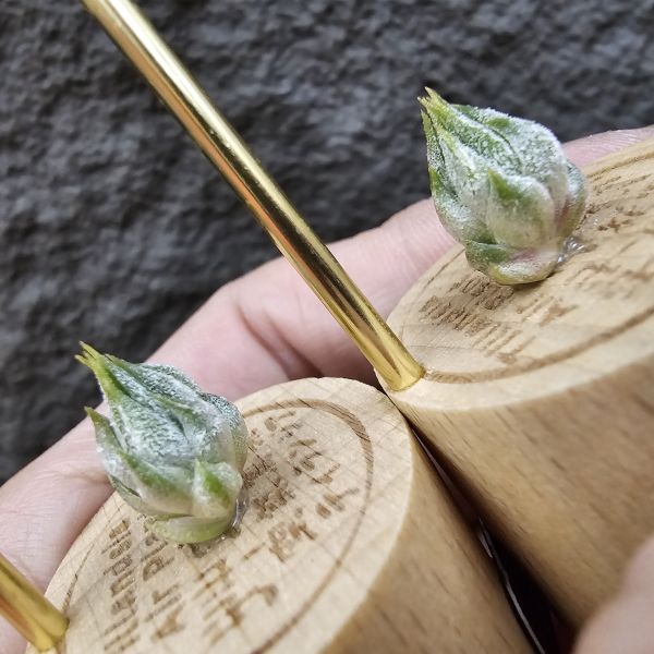 雨林AP(早期)較細葉~不挑株！/Tillandsia ionantha Apretado(RFI) 
