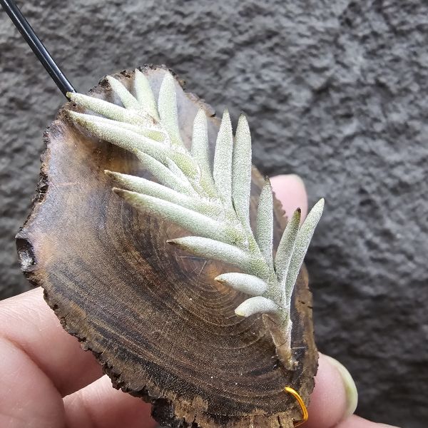 Tillandsia capillaris(Europe)~歐洲卡畢、植株不小未見過開花的型態。 
