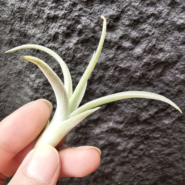銀冰/Tillandsia chiletensis 