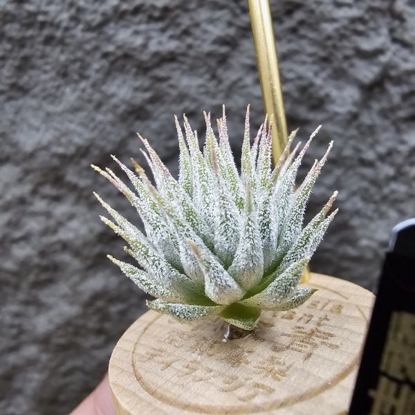 圖騰小精靈/Tillandsia ionantha Totem Pole 