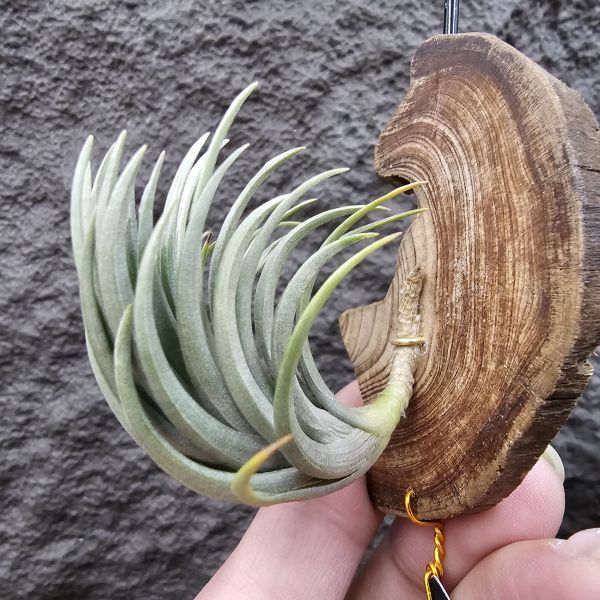 Tillandsia tenuifolia var. saxicola(M+尺寸)紫水晶變異型態較小型個體，與T.tenuifolia Bronze Tip很相似，以來源名稱為主，T.tenuifolia的個體也相當多變，實際上有無個體差異也不好判別，此品未曾見開花過！側上木會呈勾勾的型態相當漂亮！ 