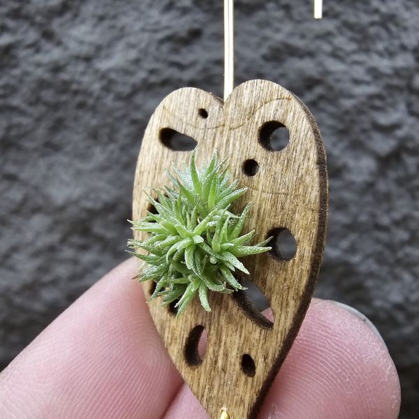 草皮鳳(實生叢)/Tillandsia tricholepis seedling 