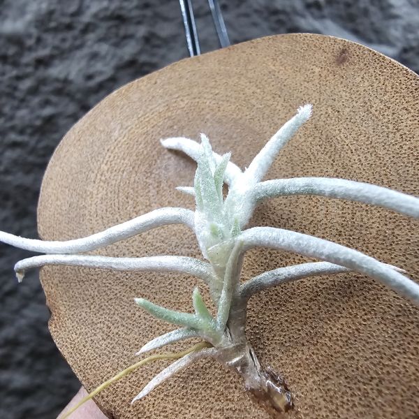 莫利斯(皆帶芽)/Tillandsia mollis~相當雪白的品種~已帶到非常強健好養的植株，以往剛進口並不好照顧。 