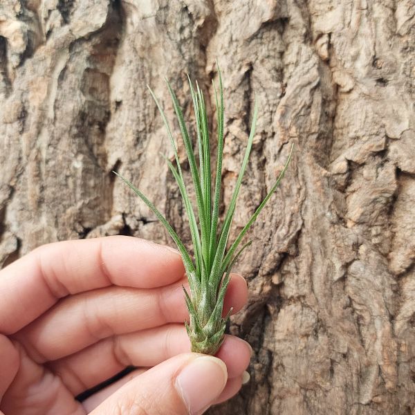 小三色/Tillandsia Melanocrater Tricolor 