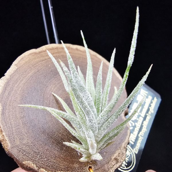 New~小矮人精靈×雞爪(精靈爪?)單株/Tillandsia ionantha Enano(Tropiflora) × glabrior~熱帶'小矮人精靈'與銀葉質感的'雞爪'交種，有點奇葩XD~叢生滿美、毛毛的~ 
