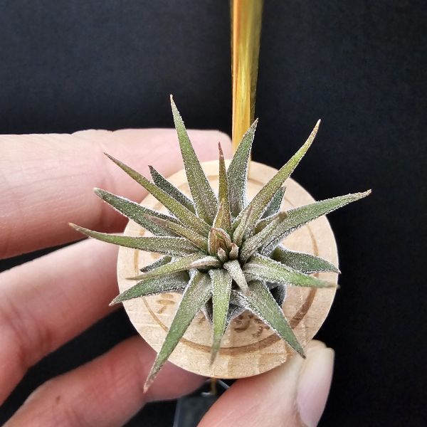小精靈V.多國花/Tillandsia ionantha v. stricta~圖四母株參考，成株為密集細硬葉的表現表現，光照穩定會顯暗紅色！ 