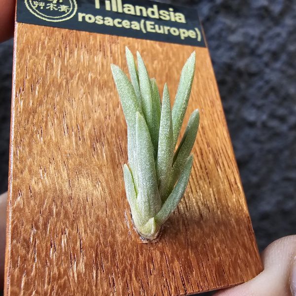 Tillandsia rosacea(Europe) 