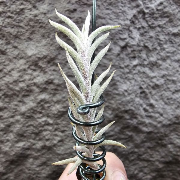 Tillandsia capillaris(Europe) 